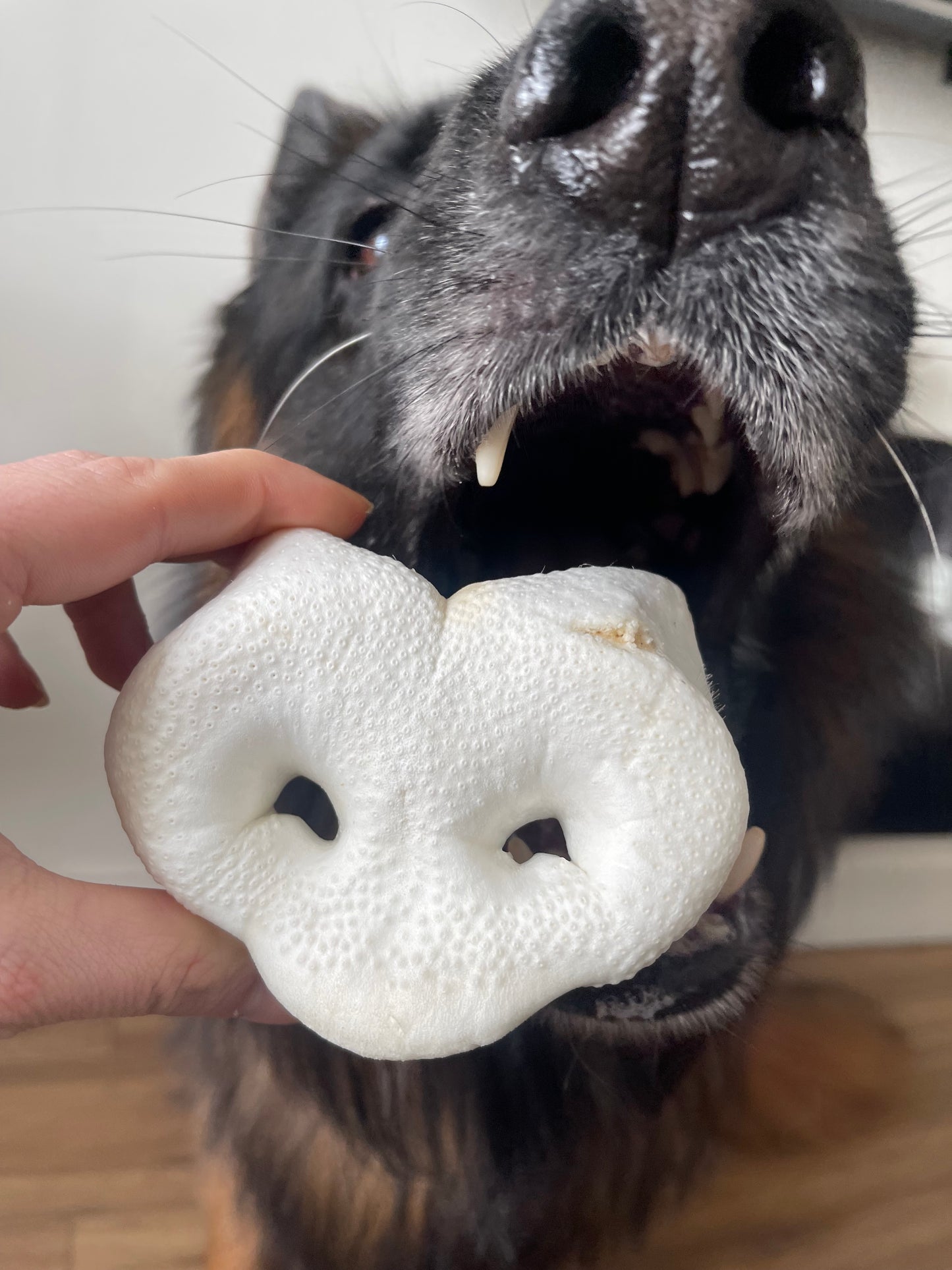 Puffed Pig Snouts š½
