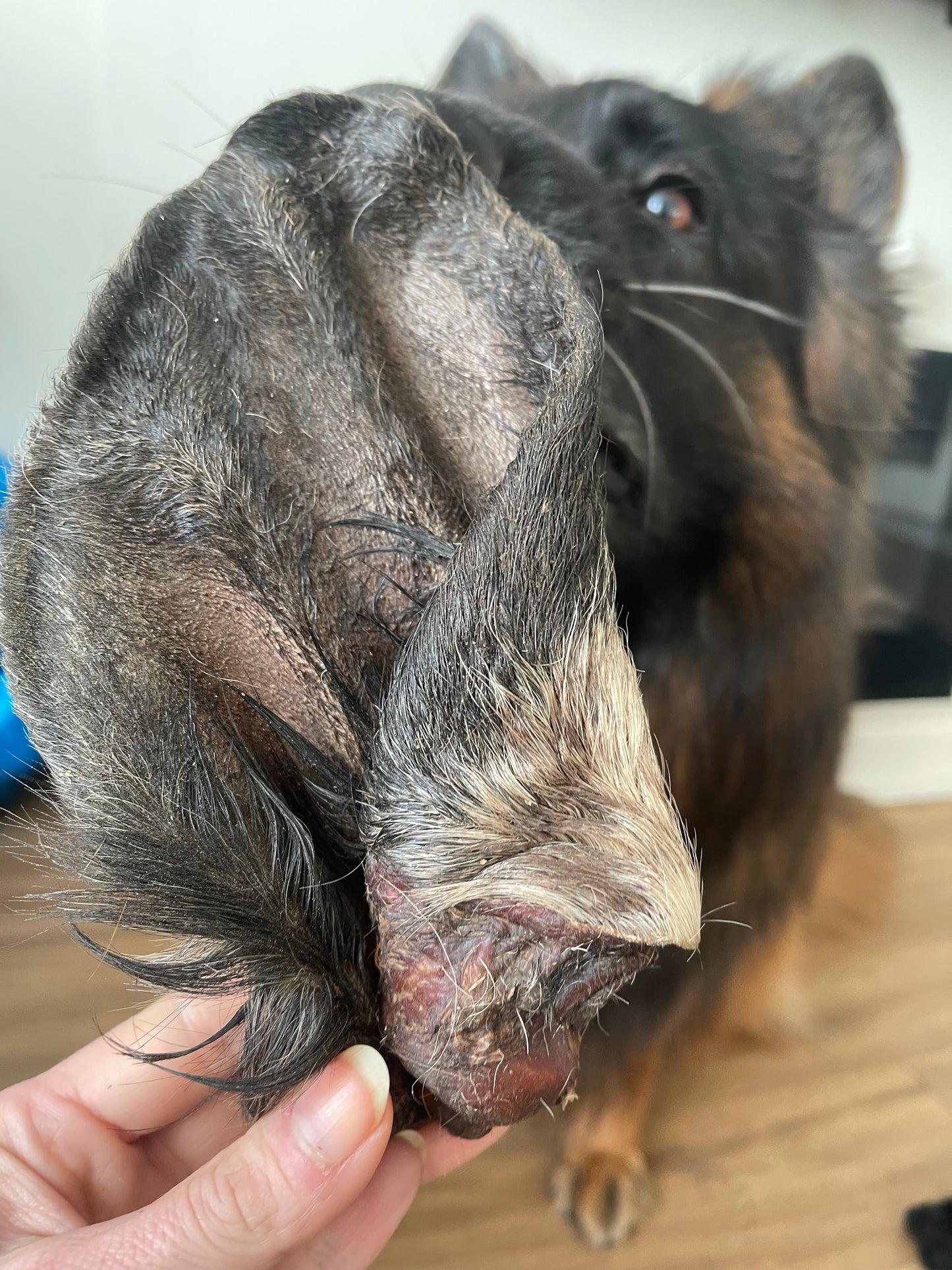 Hairy Cow Ear ๐