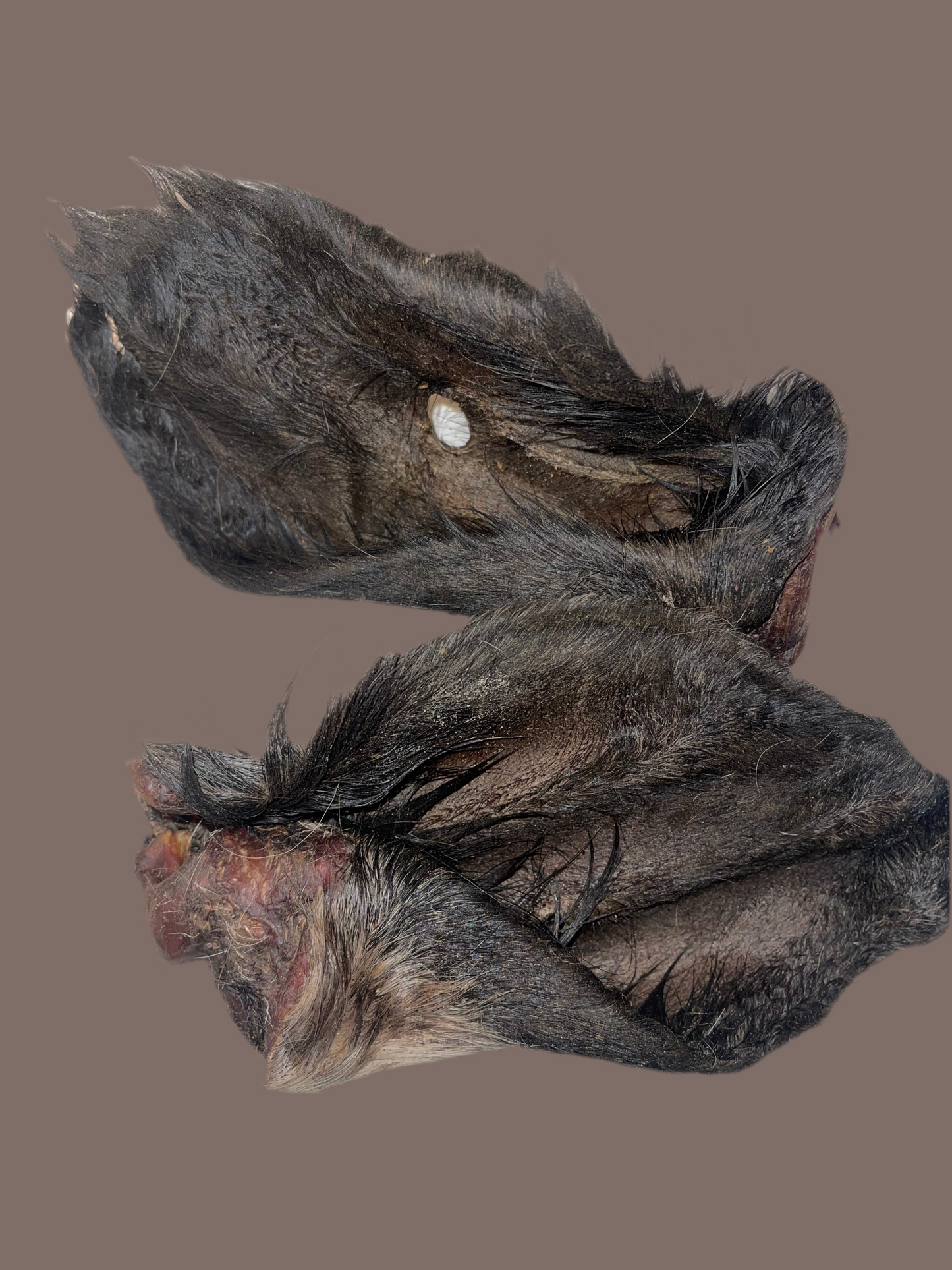 Hairy Cow Ear ๐