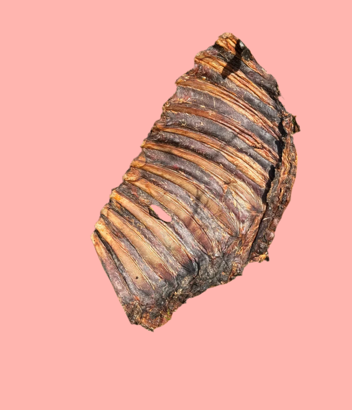 Roe Deer Rack Of Ribs