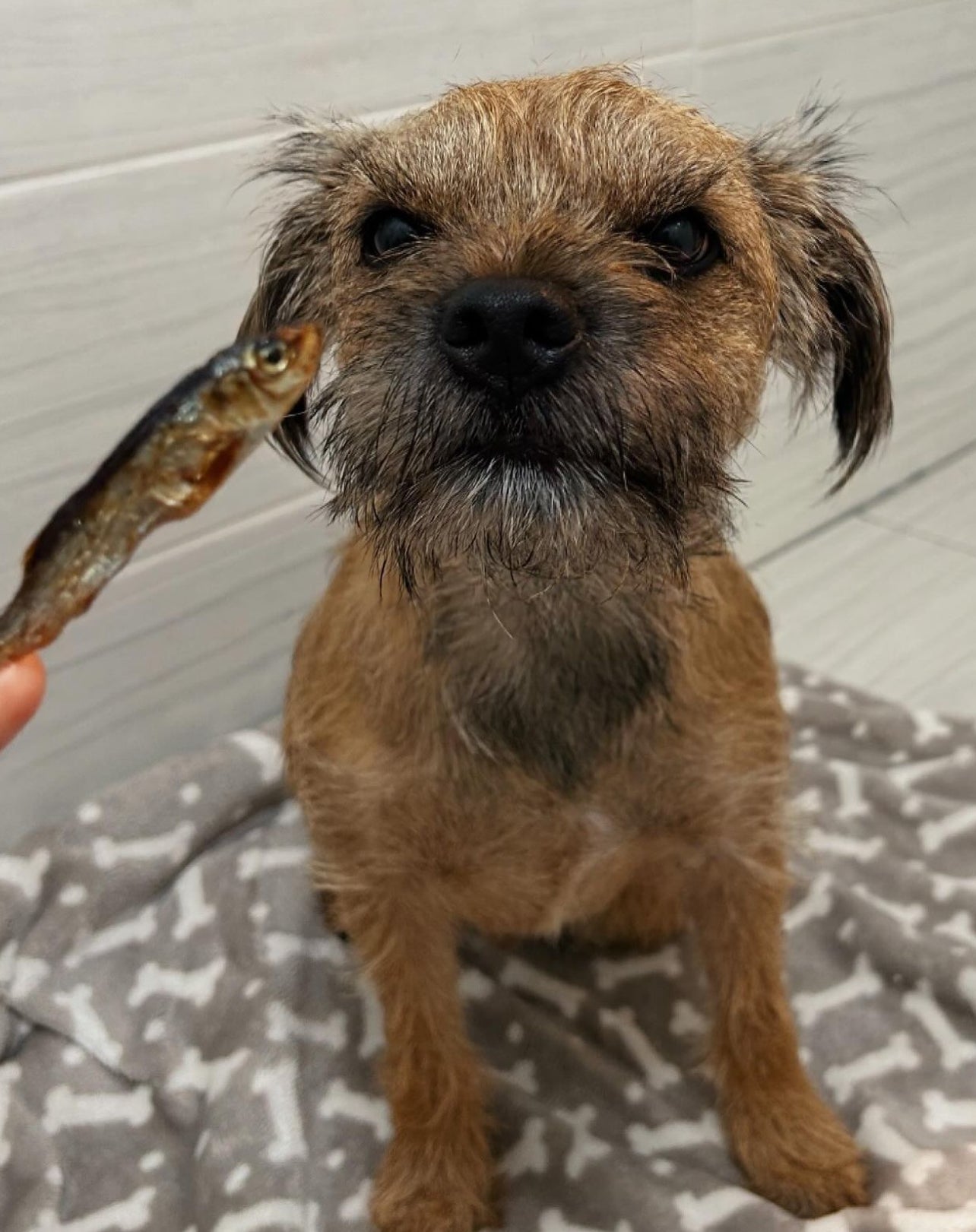 Dried Sprats š