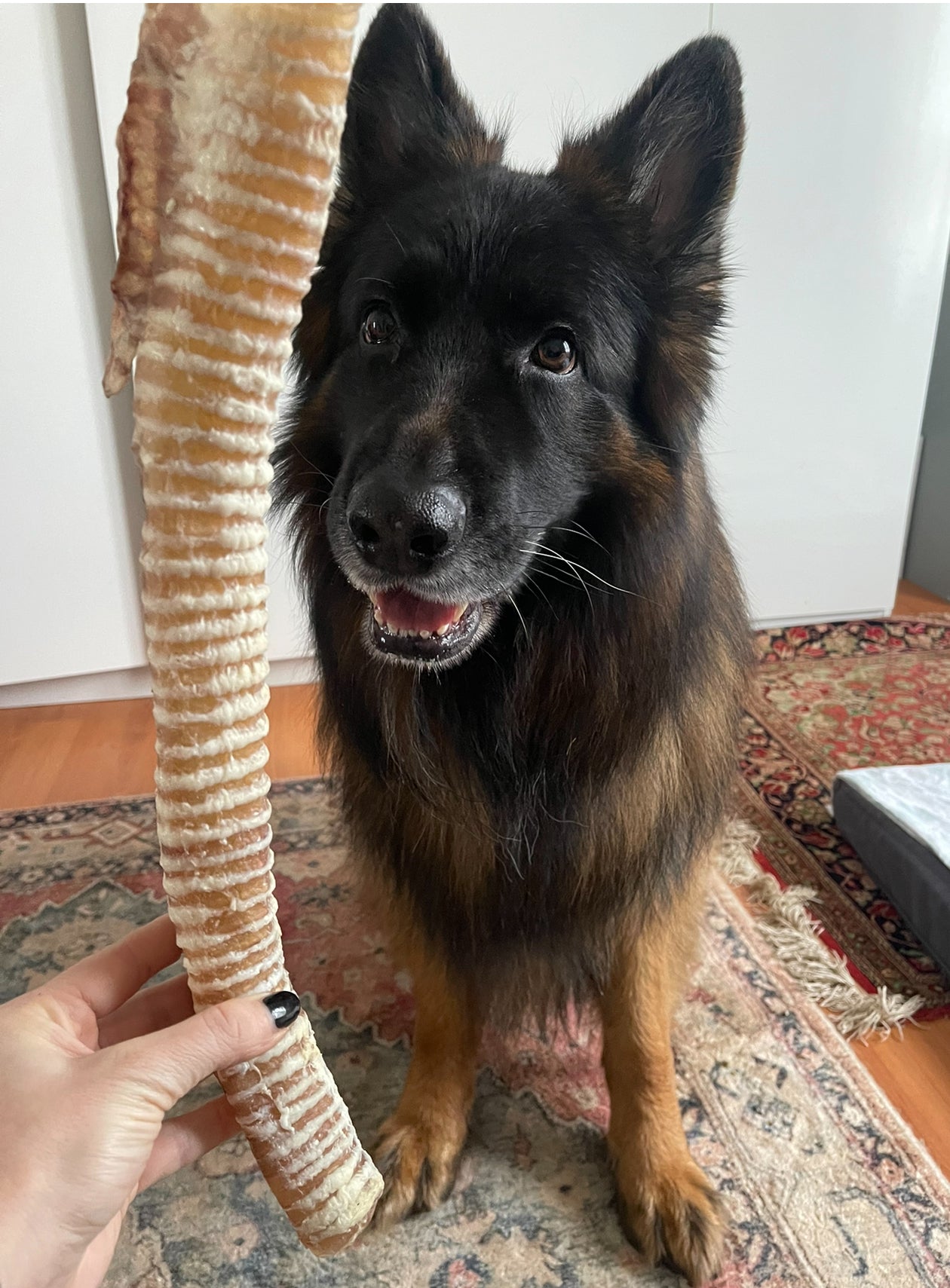 Beef Trachea š