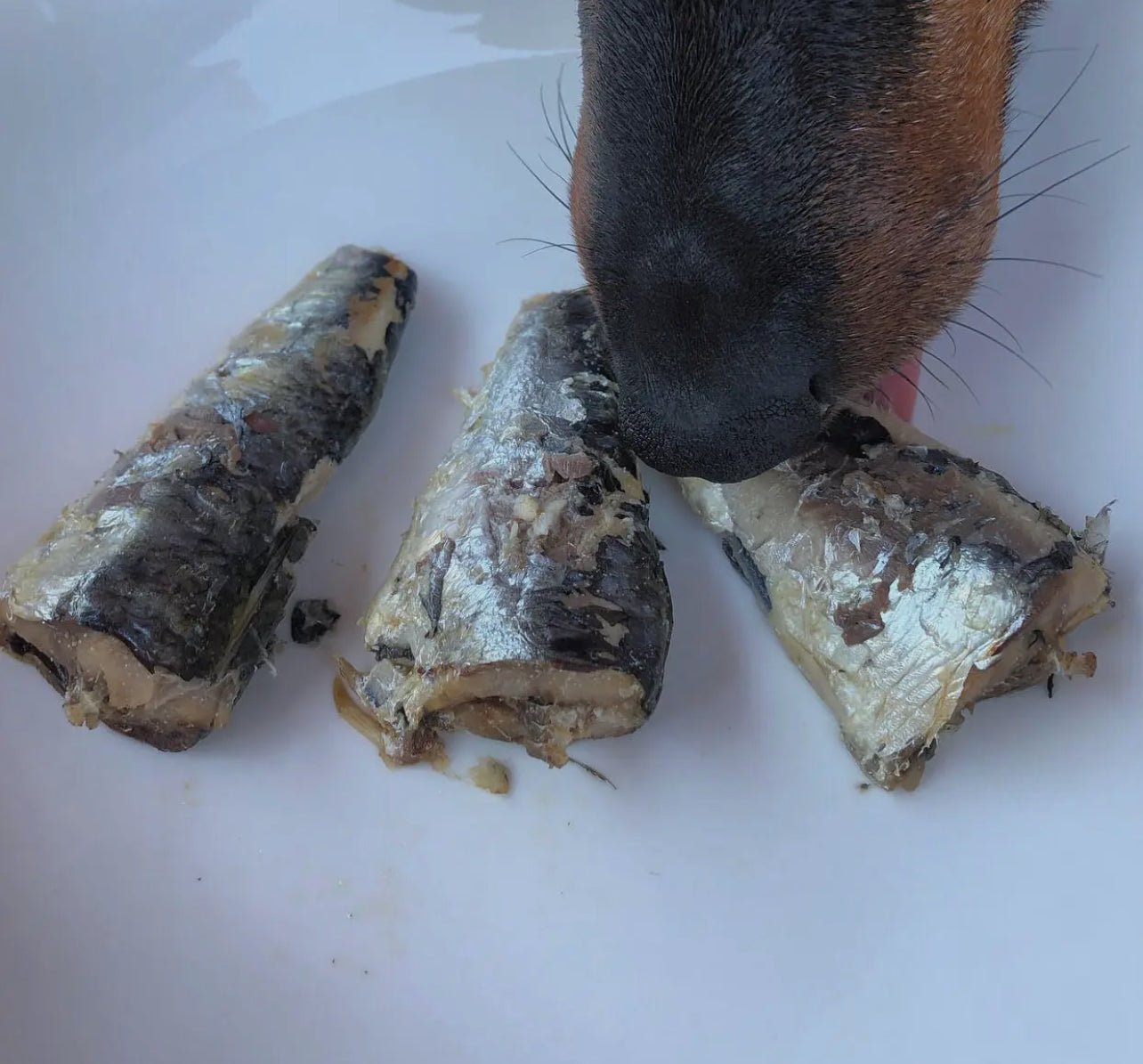 Canumi Atlantic Coast Natural Sardines