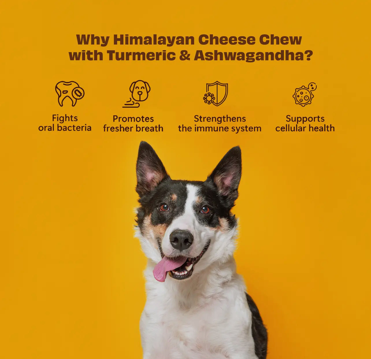 Himalayan Yak Chew-Organic Turmeric & Ashwagandha (large)