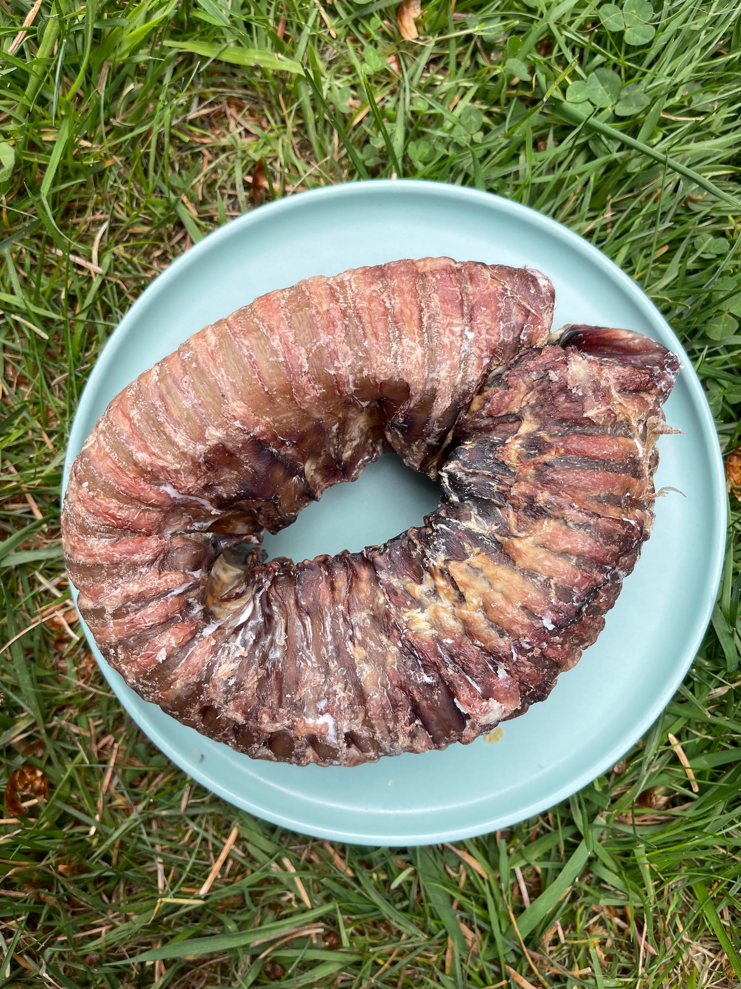 Trachea Donut