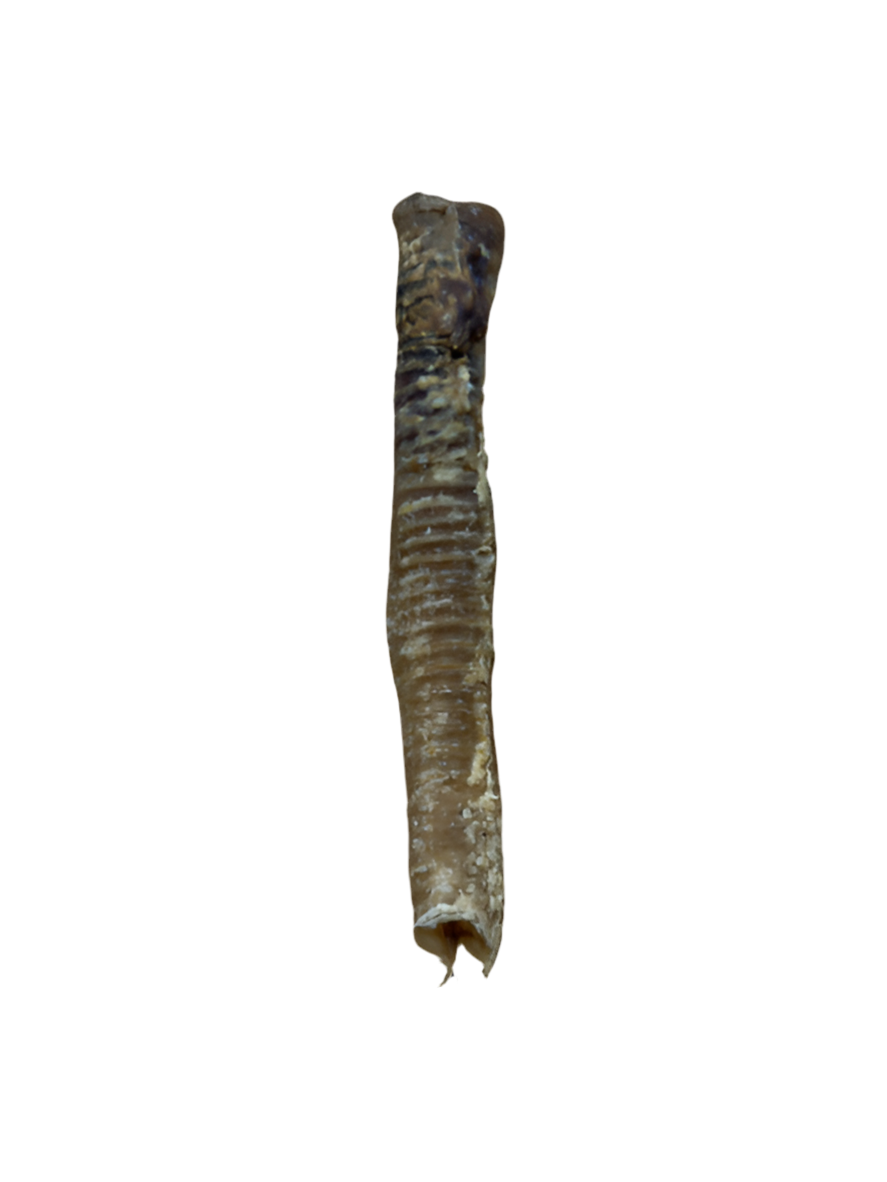 Lamb Trachea