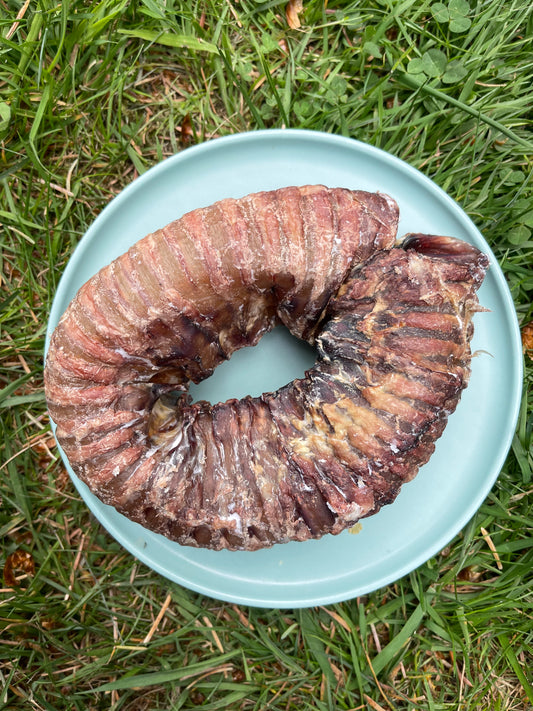 Trachea Donut