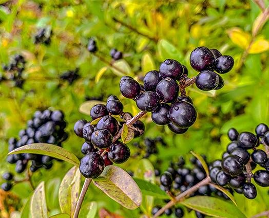 Organic Raw Maqui Berry Powder