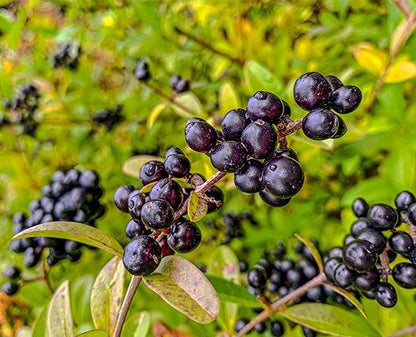 Organic Raw Maqui Berry Powder