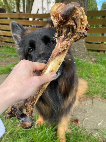 Venison Bone (Medium)🦌