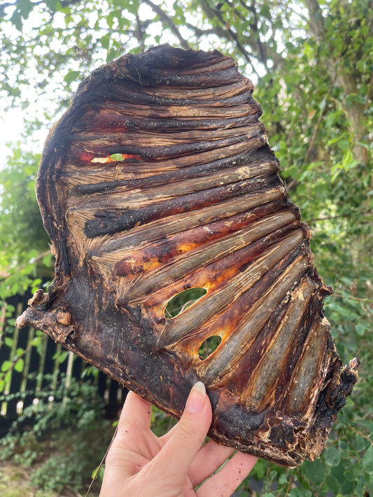 Roe Deer Rack Of Ribs